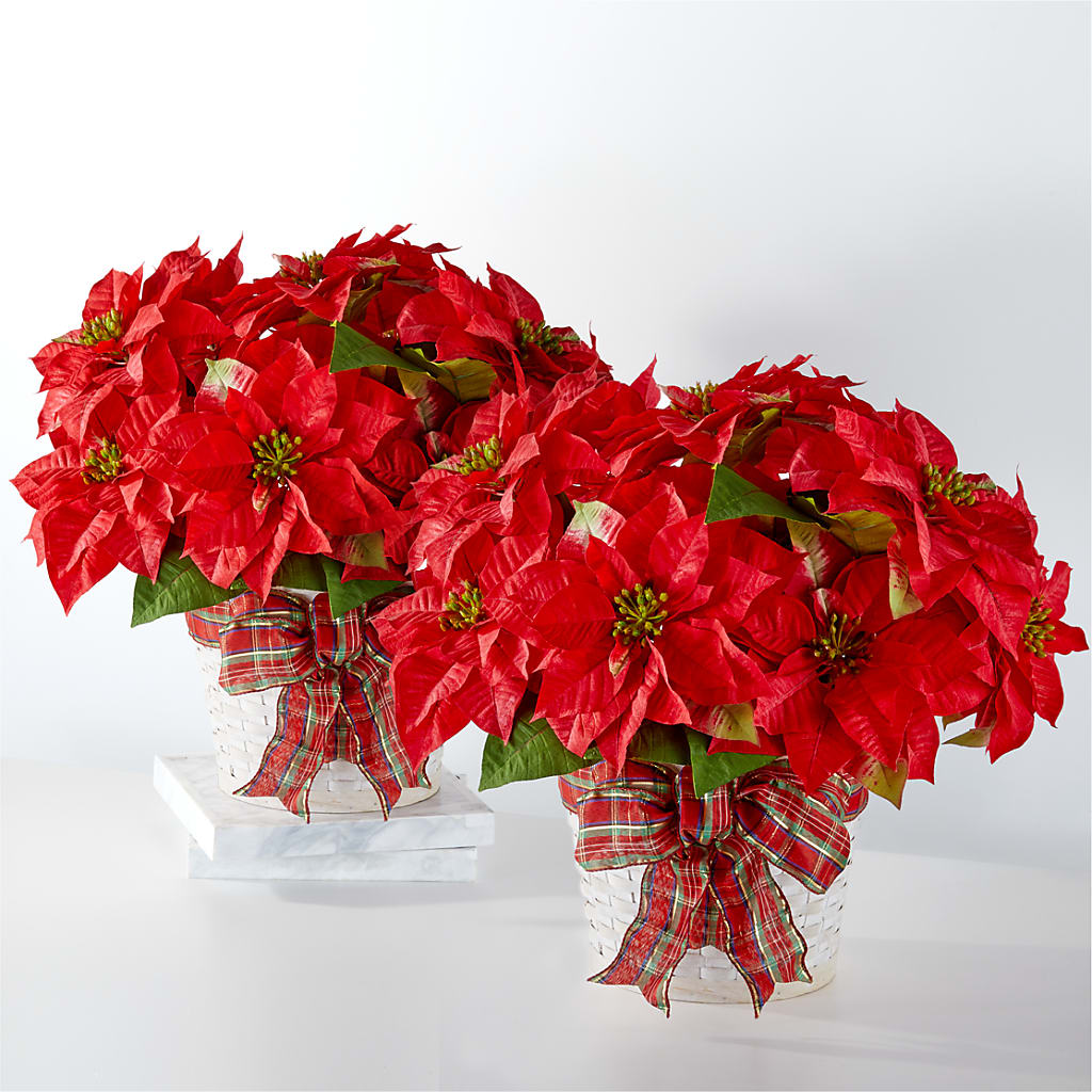 Happiest Holidays Poinsettia Bundle – Watsons Florist, Sullivan MO