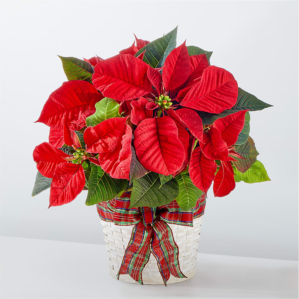 Happiest Holidays Poinsettia – Watsons Florist, Sullivan MO