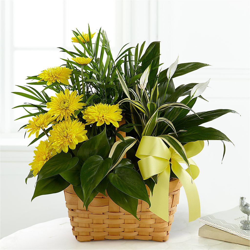 Loving Light Dishgarden – Watsons Florist, Sullivan MO