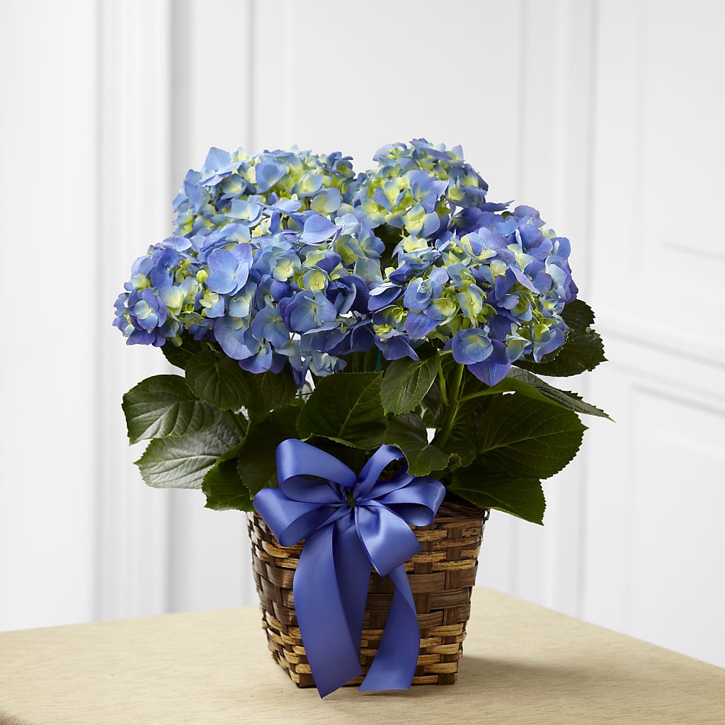 Blue Hydrangea Planter – Watsons Florist, Sullivan MO