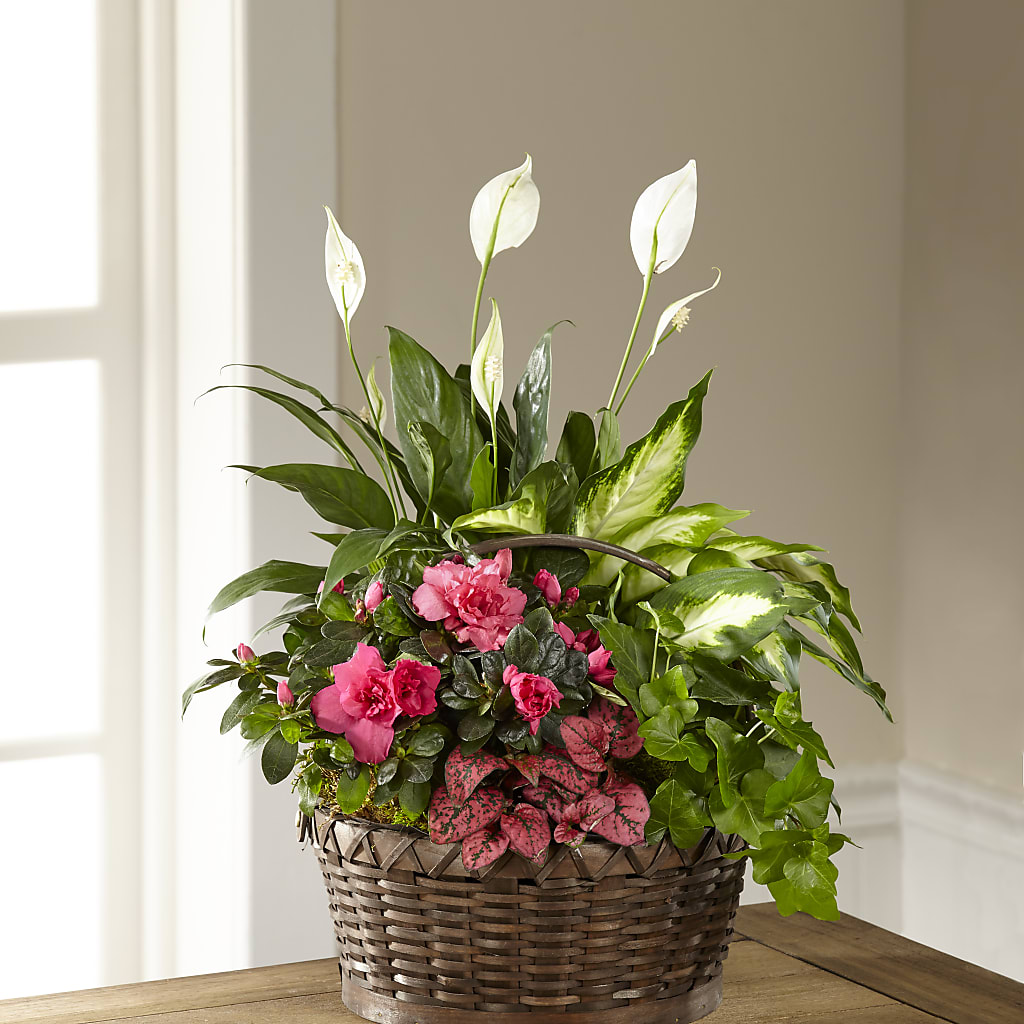 Dream in Pink Dishgarden – Watsons Florist, Sullivan MO