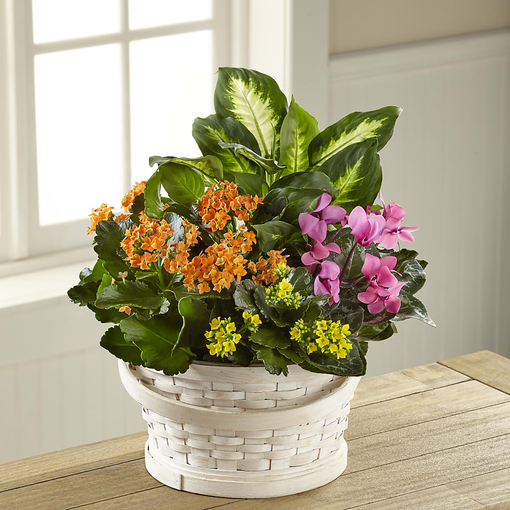 Color Crush Dishgarden – Watsons Florist, Sullivan MO