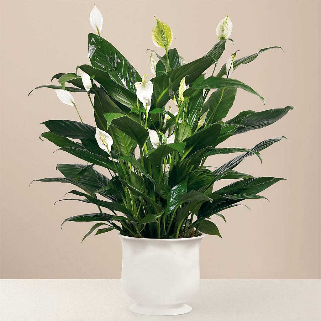 Comfort Planter – Watsons Florist, Sullivan MO