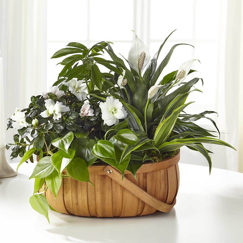 Serene Dishgarden – Watsons Florist, Sullivan MO
