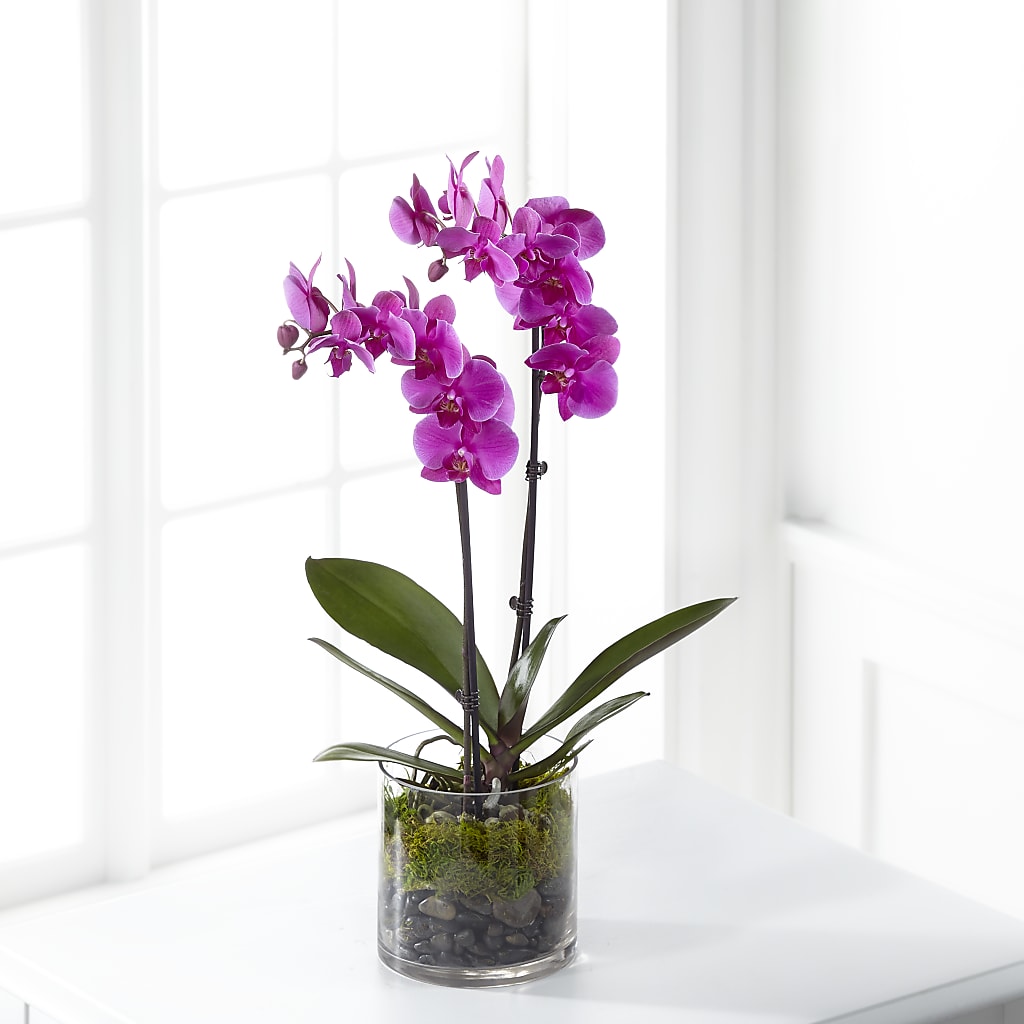 Pink Orchid Plant – Watsons Florist, Sullivan MO