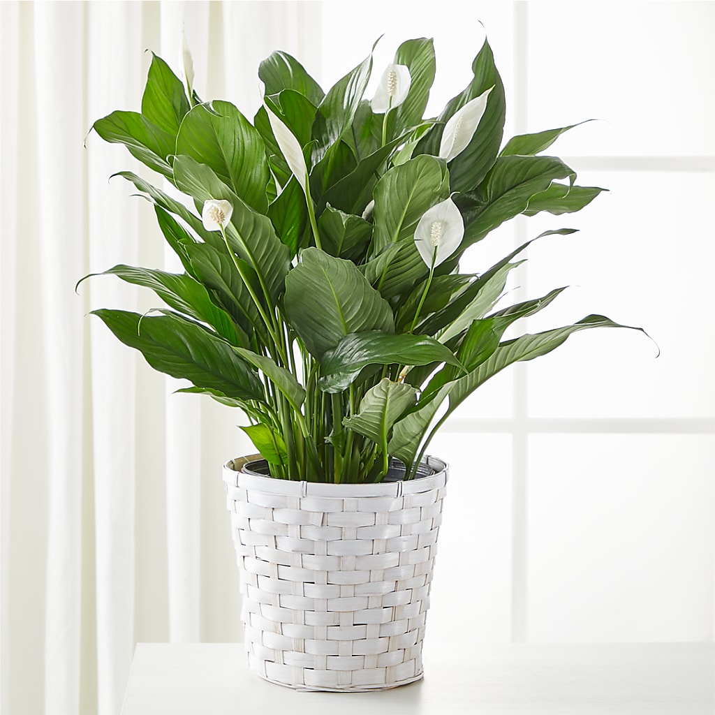 A New Leaf Peace Lily – Watsons Florist, Sullivan MO