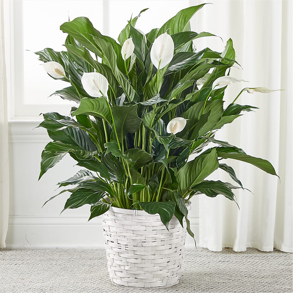 A New Leaf Peace Lily – Watsons Florist, Sullivan MO