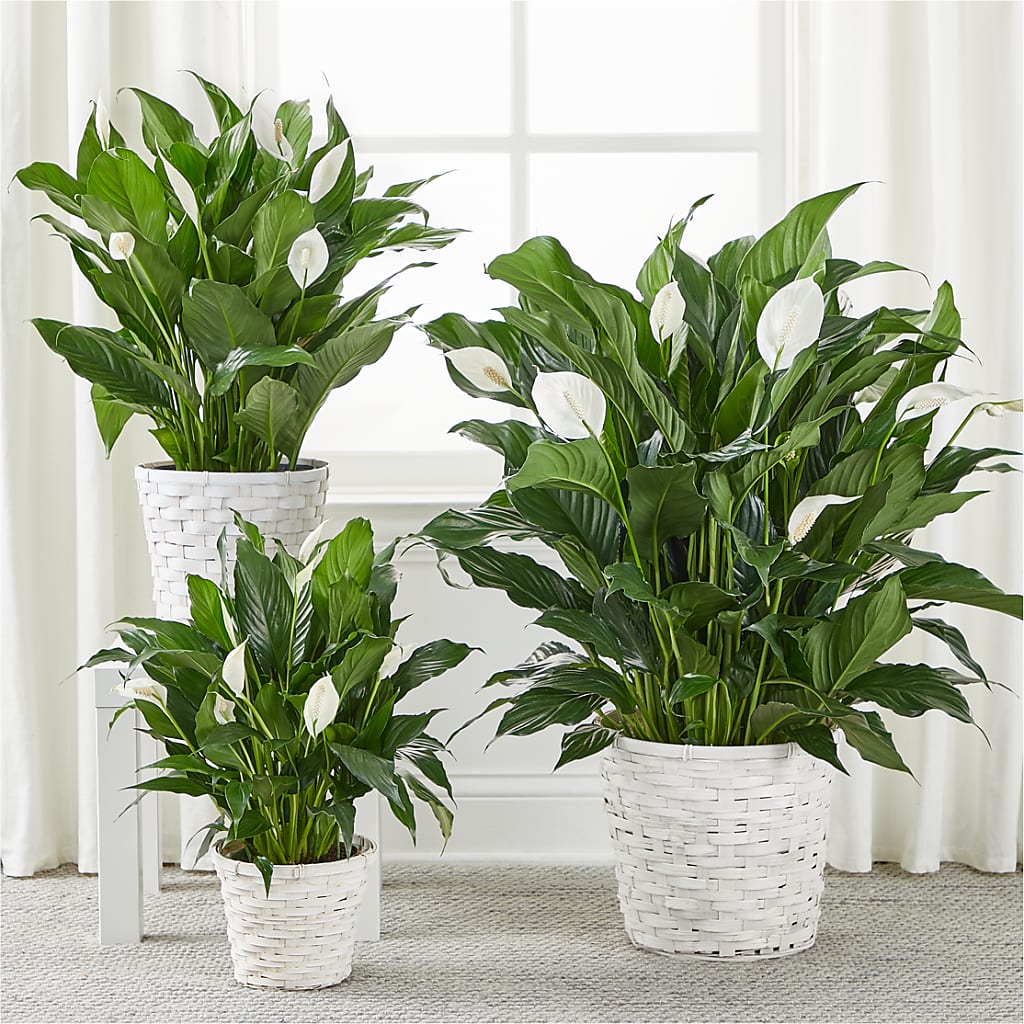 A New Leaf Peace Lily – Watsons Florist, Sullivan MO