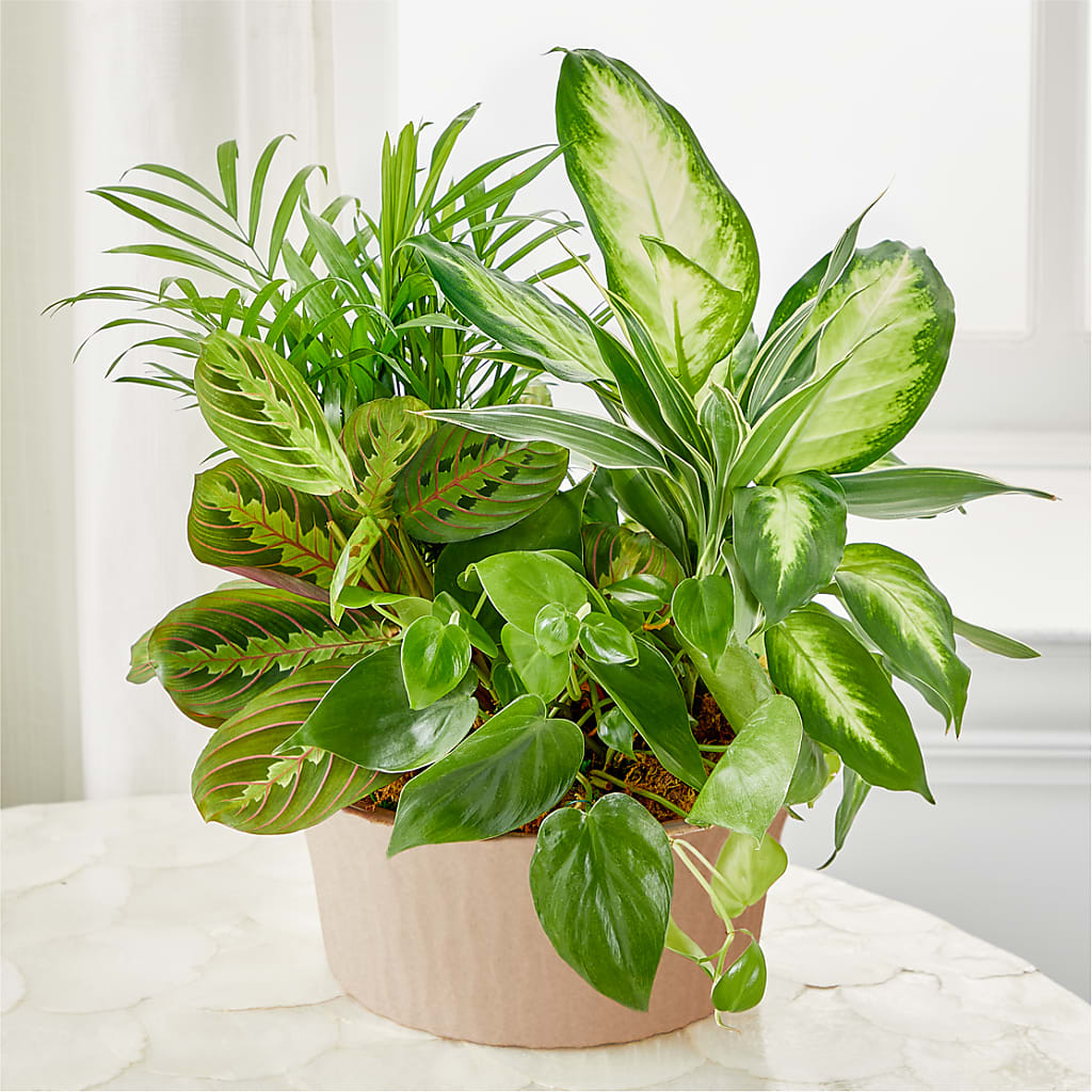 Balance & Harmony Dishgarden – Watsons Florist, Sullivan MO
