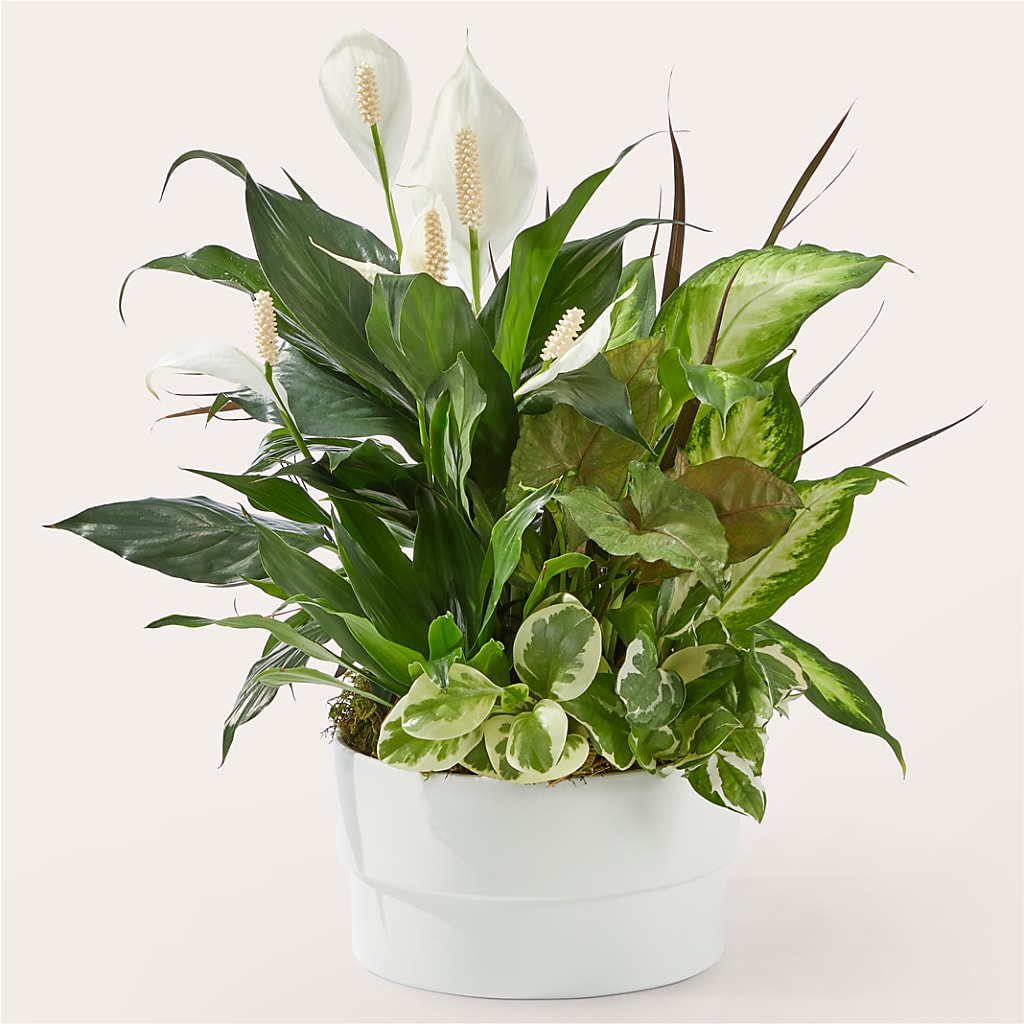 Radiating Positivity Dishgarden – Watsons Florist, Sullivan MO