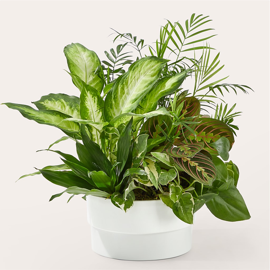 Radiating Positivity Dishgarden – Watsons Florist, Sullivan MO