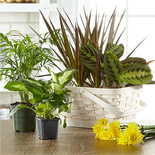 Florist Designed Blooming and Green Plants in a Basket –  Watsons Florist, Sullivan MO