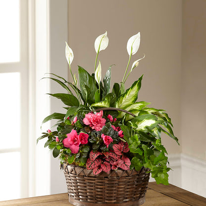 Dream in Pink Dishgarden –  Watsons Florist, Sullivan MO