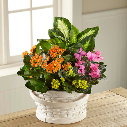 Color Crush Dishgarden –  Watsons Florist, Sullivan MO
