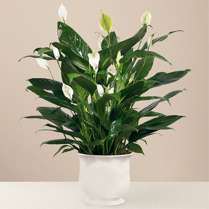 Comfort Planter –  Watsons Florist, Sullivan MO