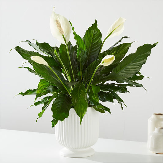 Comfort Planter –  Watsons Florist, Sullivan MO