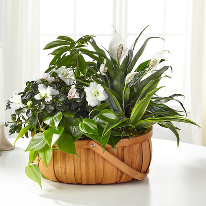 Serene Dishgarden –  Watsons Florist, Sullivan MO