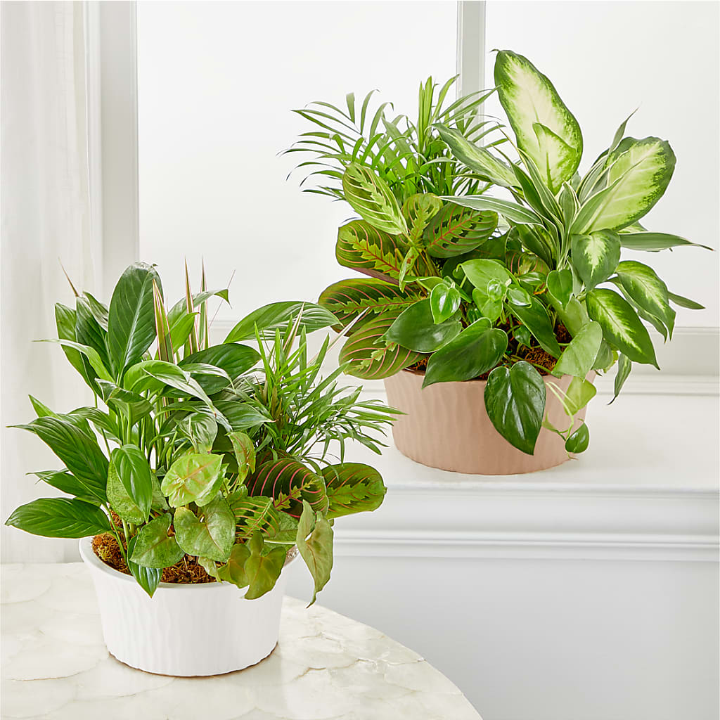Balance & Harmony Dishgarden –  Watsons Florist, Sullivan MO